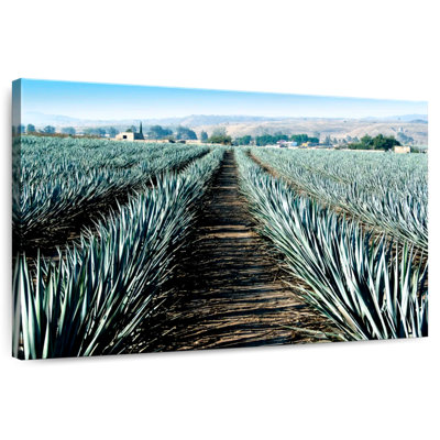 Agave Alvord Farm