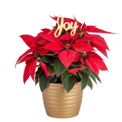Foliage Plant in Planter