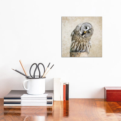 Barred Owl - Wrapped Canvas Print