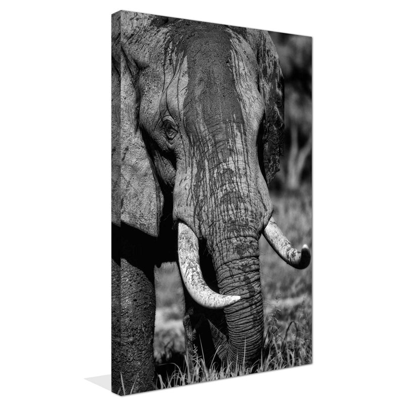 «Golden Eyes», reproduction de photo, H 30 po x l 18 po x P 1 po, Toile tendue