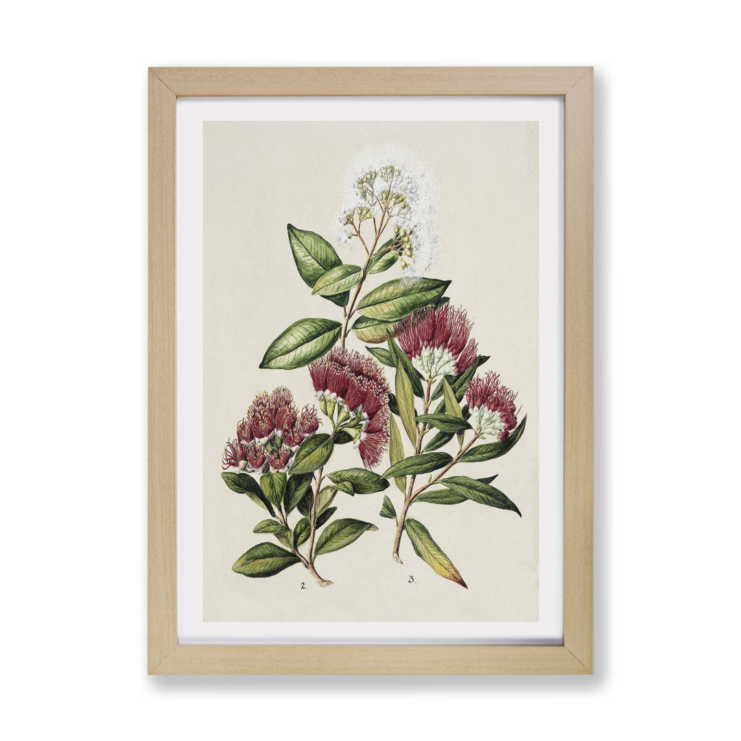 Rata Flowers by Sarah Featon - Framed Print