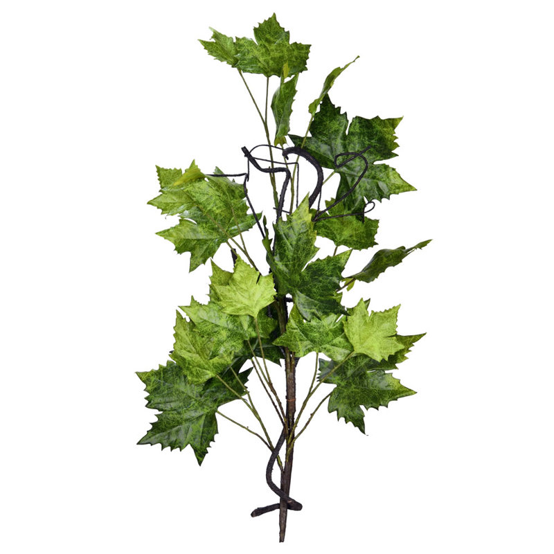 Pied de feuille de Platanus