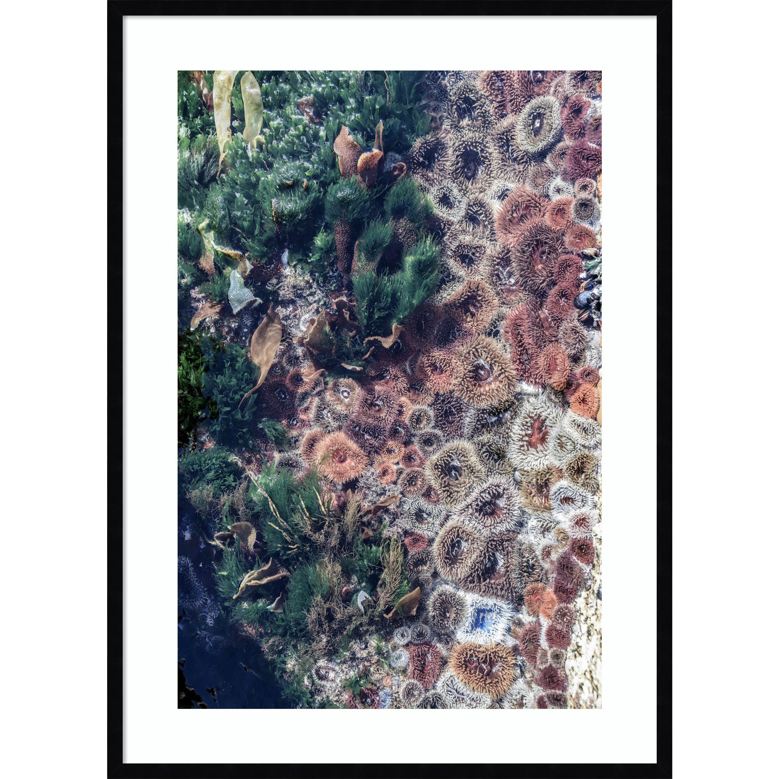 Daisey "Ocean Curiosities" Print, 41" H x 30" W, Black