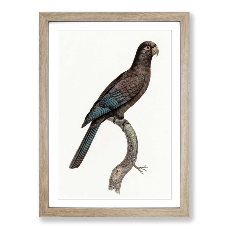 Black Parrot by F. Levaillant - Picture Frame Art Print, Oak Framed, 36cm H x 27cm W x 2cm D