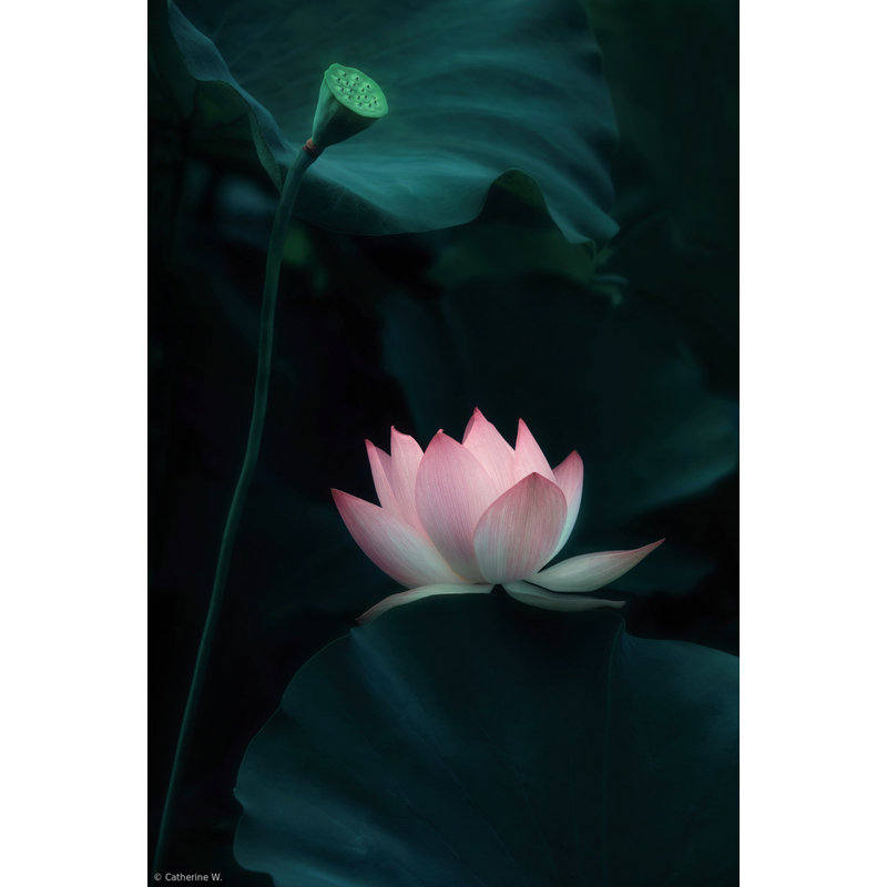 Wrapped Canvas Print, 50.8cm H x 76.2cm W