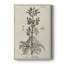 Impression sur toile antique antique botanique III-1113046532