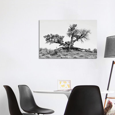 Black Arizona Series - Desert Tree - Wrapped Canvas Print