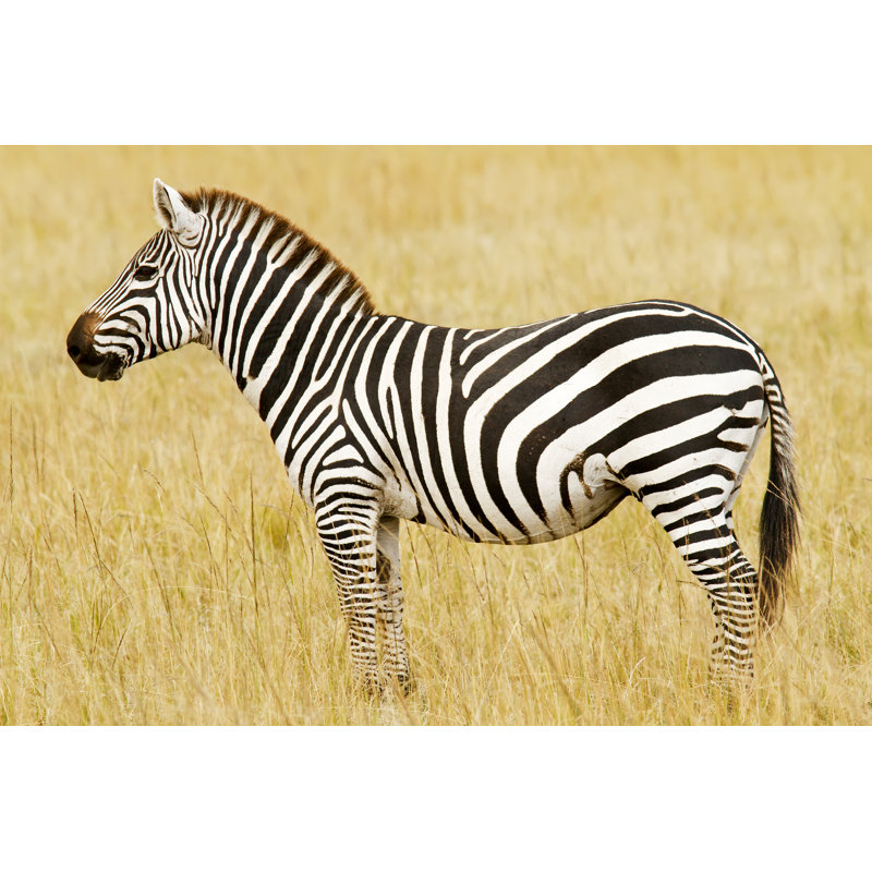 Masai Mara Zebra by Tankbmb - Wrapped Canvas Print, 30cm H x 46cm W