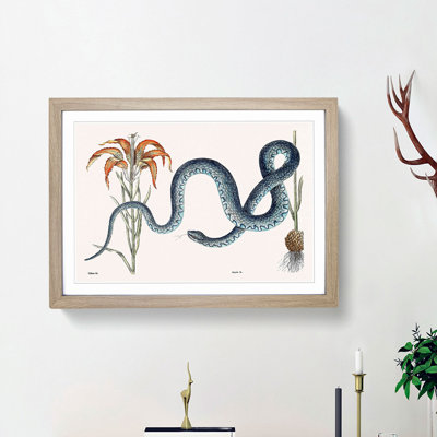 Blue Wampum Snake by Mark Catesby - Picture Frame Painting Print