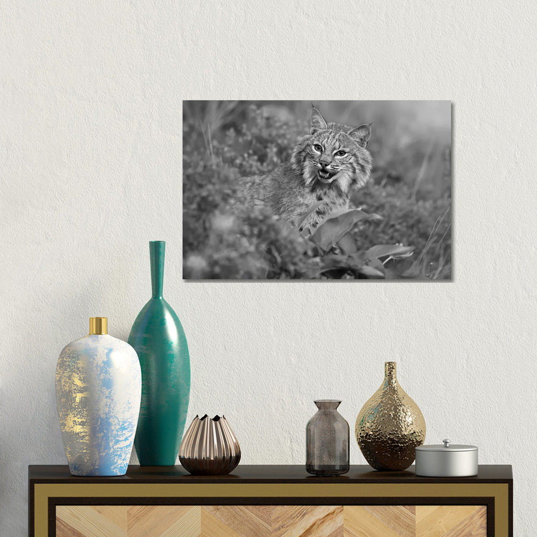 Bobcat, Montana von Tim Fitzharris - Giclée auf Leinwand ohne Rahmen