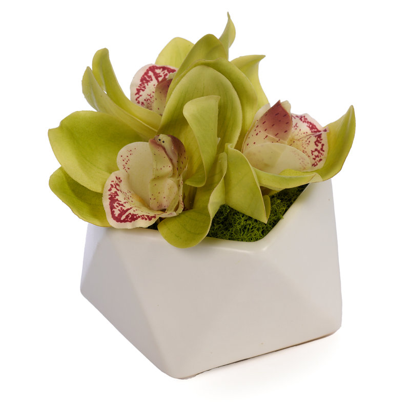 Orchid In Pot, Green
