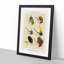 Bass Fishing Flies Versions 4 by Mary Orvis Marbury - Picture Frame Painting Print-55683480-55683475