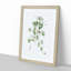 Kenilworth Ivy Flowers by Pierre-Joseph Redoute - Picture Frame Graphic Art Print-55609625-55609629