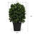24'' Faux Boxwood Tree in Planter