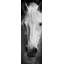 Cheval monochrome - salon gris, reproduction d'art encadrée-1346813032-1346813033