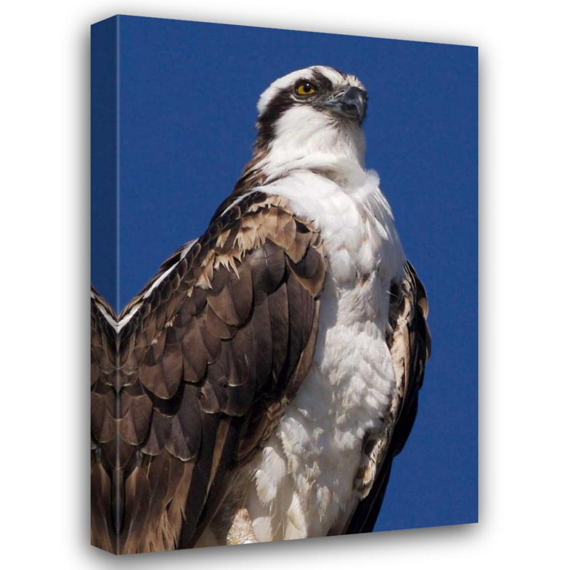 Art sur toile tendue par Talbot Frank, Christopher, États-Unis, Californie, La Jolla Rare Osprey, H 40 po x l 28 po