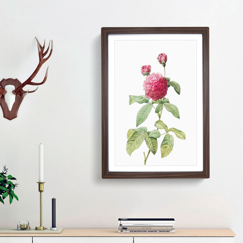 Pink Agatha Rose by Pierre-Joseph Redoute - Picture Frame Painting Print, Walnut Framed, 48cm H x 36cm W x 2cm D