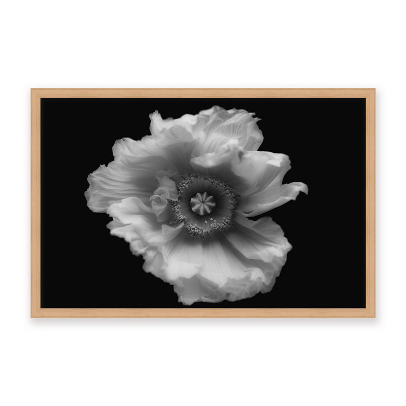 Nature Inspired Poppy in Mono by  - Picture Frame Photograph on Paper, 32" H x 48" W x 1.125" D, Framed Matted Print, Black