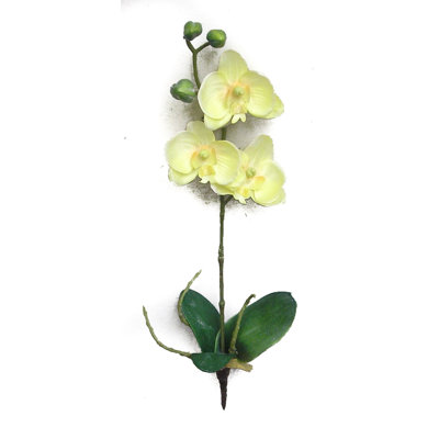 Arrangement floral orchidées