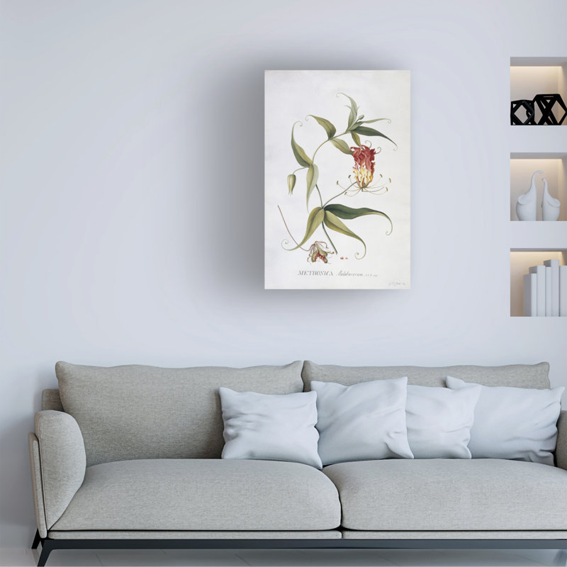 Georg Dionysius Ehret Methonica, art sur toile, H 47 po x l 30 po