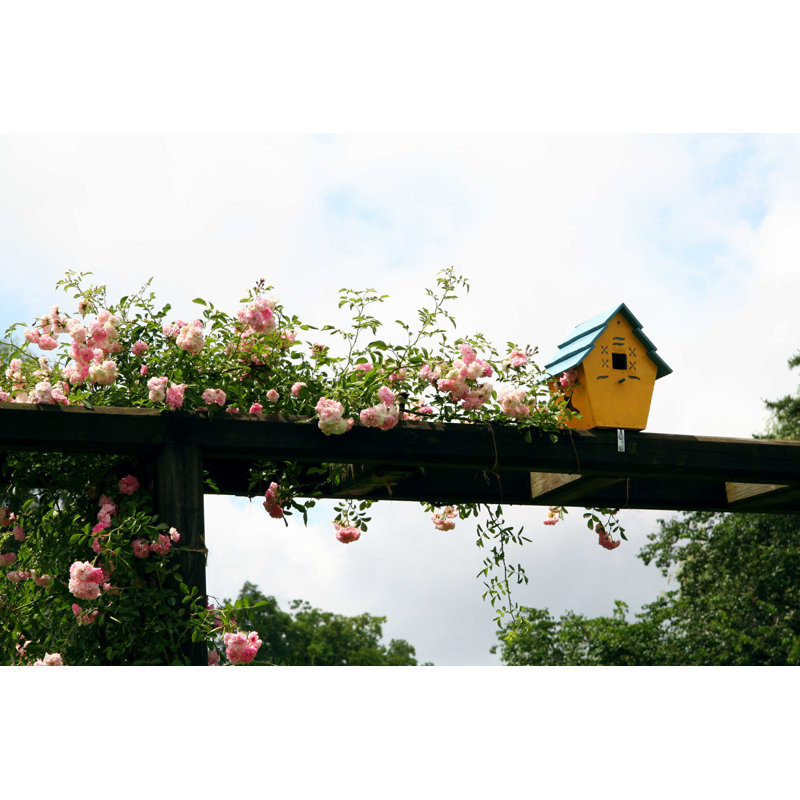 Bird House - Photographie sur toile tendue, H 8 po x l 12 po