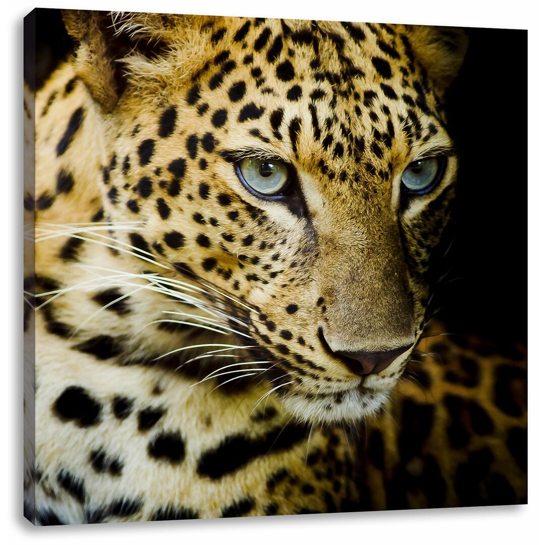 Leinwandbild Leopard mit blauen Augen