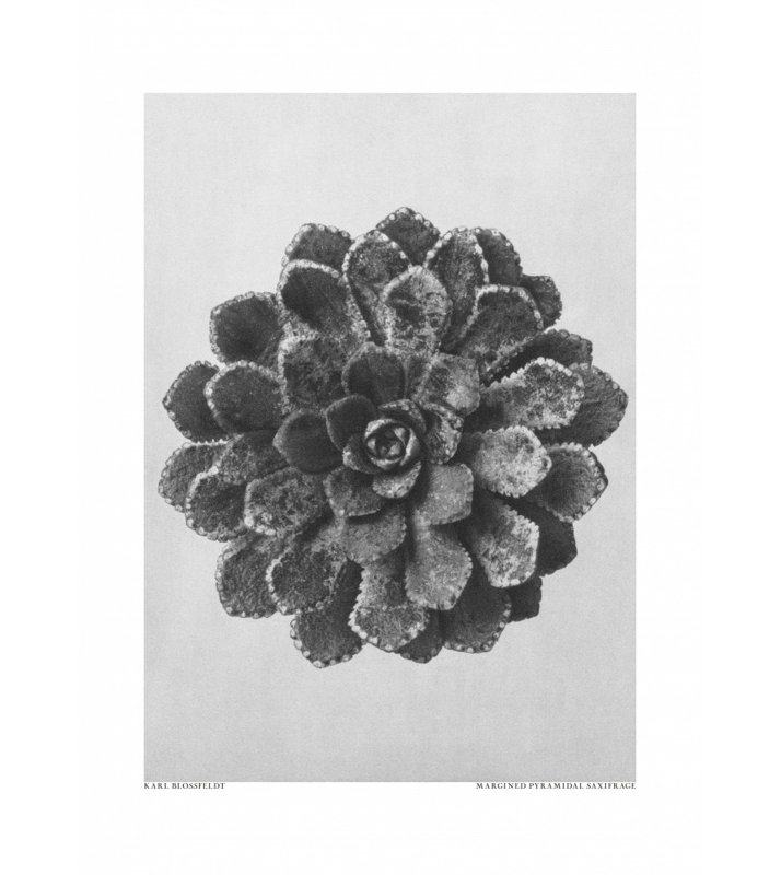 Wrapped Canvas Print, 76.2cm H x 50.8cm W