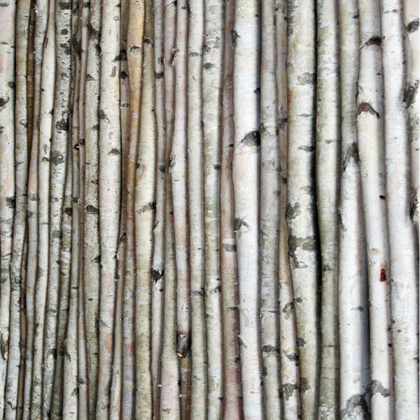Birch Log, 12-15L x 1-2D, Natural — Gold Leaf Design Group