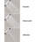Raindance Rain Handheld Shower Head