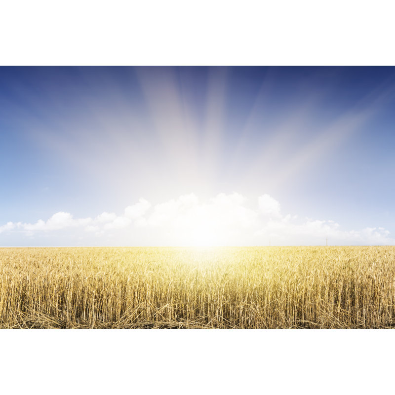 Wheat Field - Photographie sur toile tendue, H 20 po x l 30 po