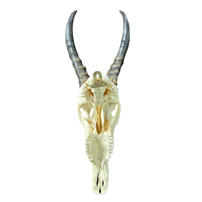 Véritable crâne d'antilope Blesbok