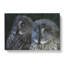 Great Grey Owls - Wrapped Canvas Print-61852496