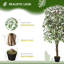 Plante 63 po