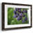 " Aubergine "-1597644524-1597644525