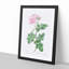 Pink Damask Rose by Pierre-Joseph Redoute - Picture Frame Graphic Art Print-55584111-55584110