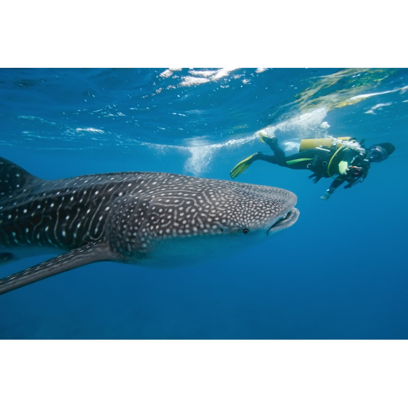 " Whale Shark And Underwater Photographer ", 12" H x 18" W