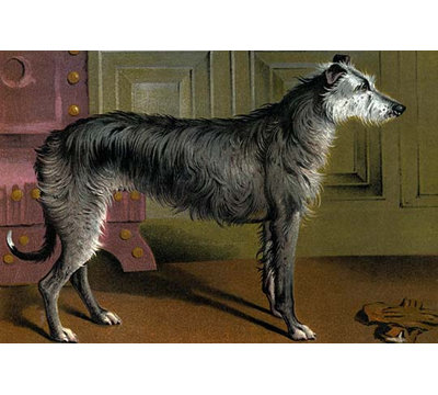 " Deer Hound " by Vero Shaw