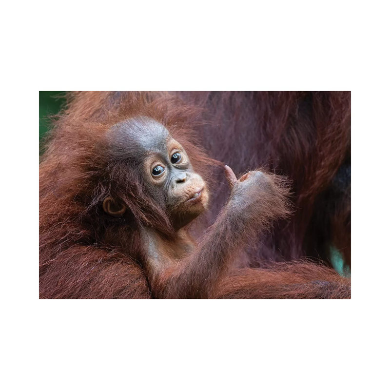 Orangutan Baby Thumbs Up by Mogens Trolle - Wrapped Canvas Print, 20.32 cm H x 30.48 cm W