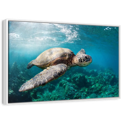 Tortue Maui