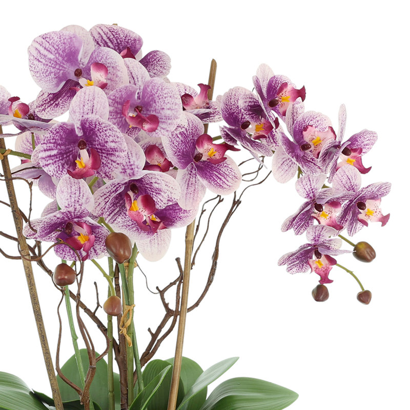 Orchidées disposées dans un pot en fibre de pierre, Mauve