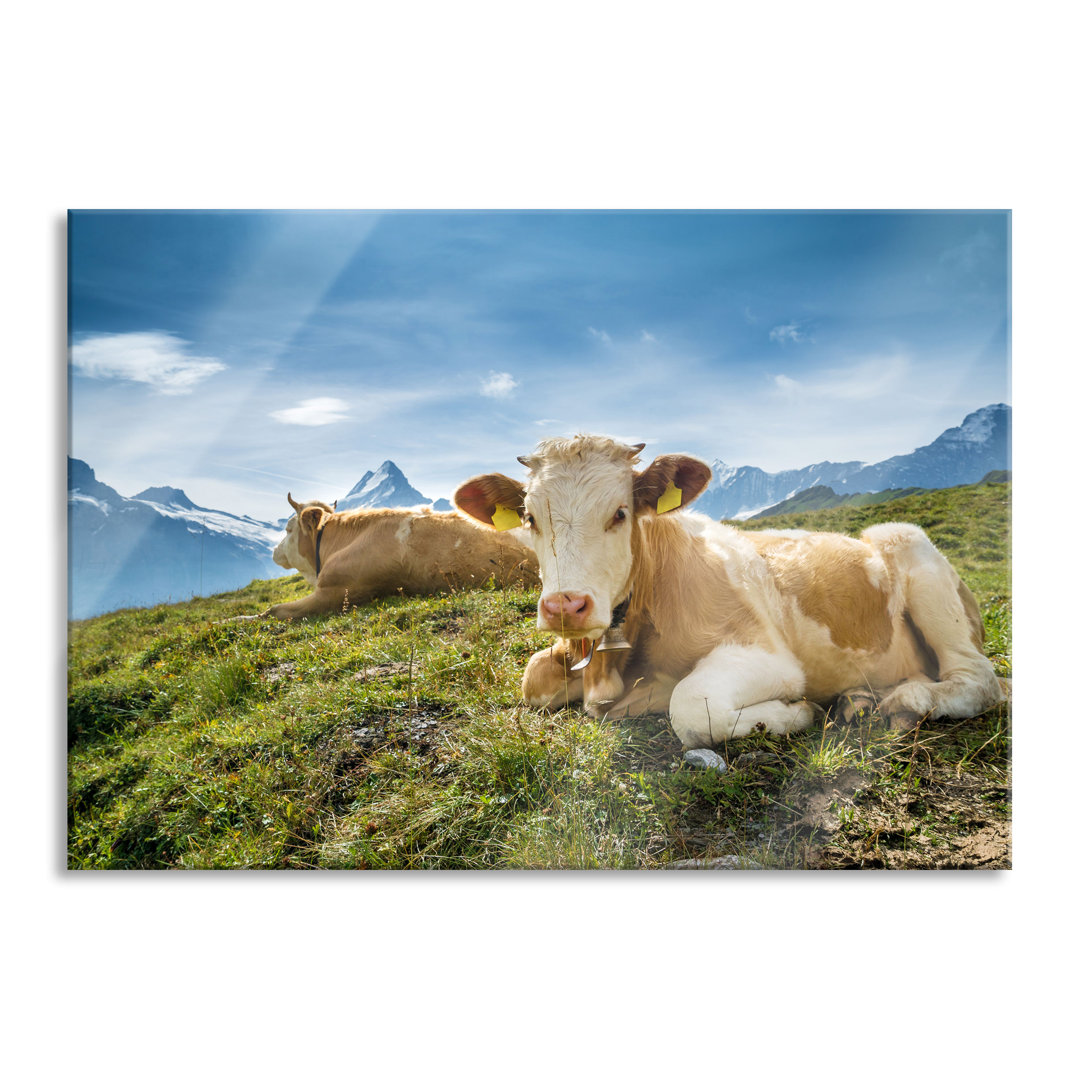 Galsbild Simmentaler Kühe vor den Schweizer Alpen