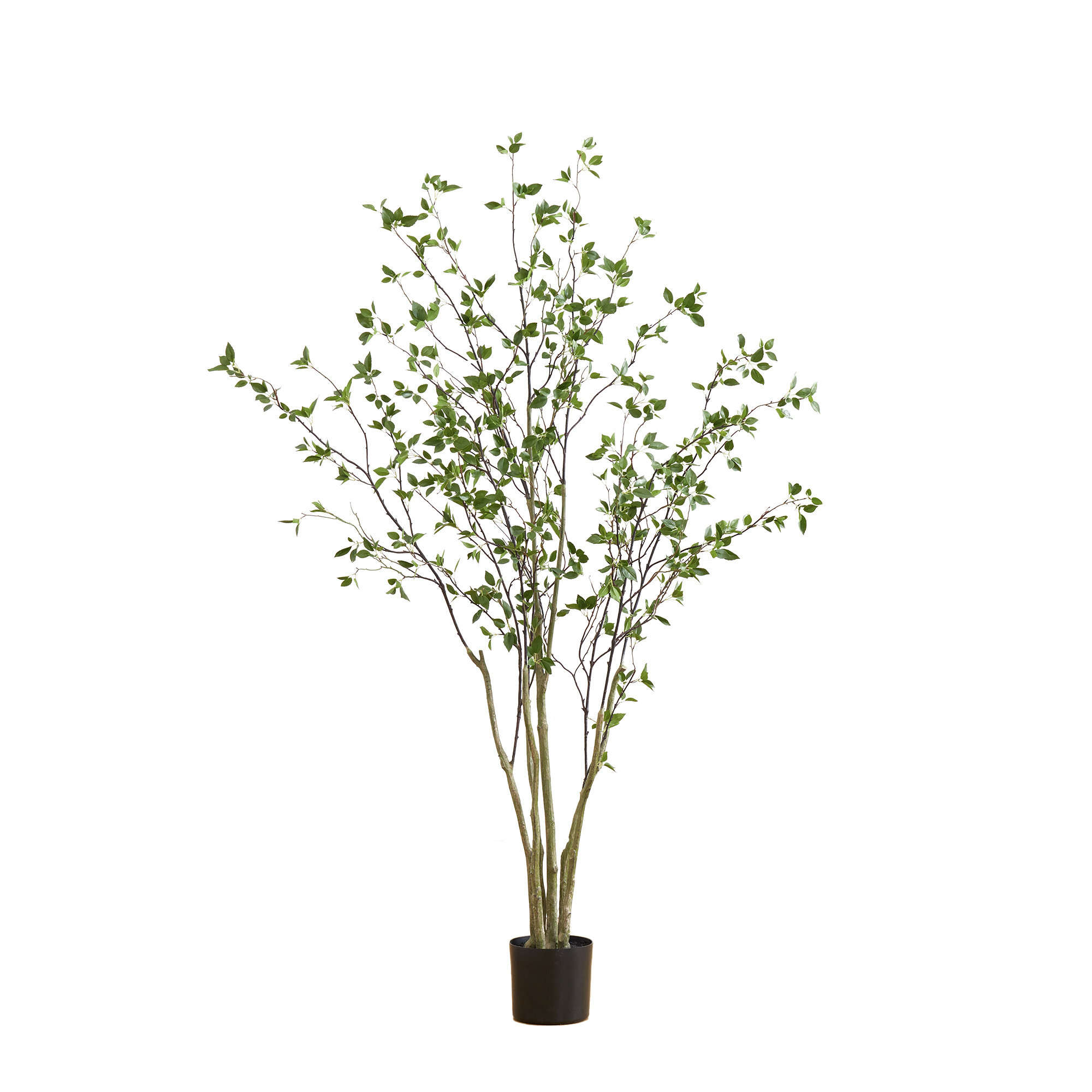 Primrue 84'' Plant & Reviews | Wayfair