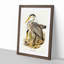 Great Grey Herons by Elizabeth Gould - Picture Frame Painting Print on MDF-55575370-55575373