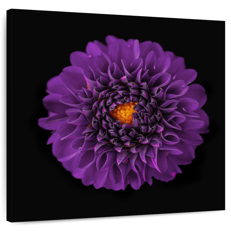 Fleur de dahlia mauve Harnek, H 10 po x l 10 po