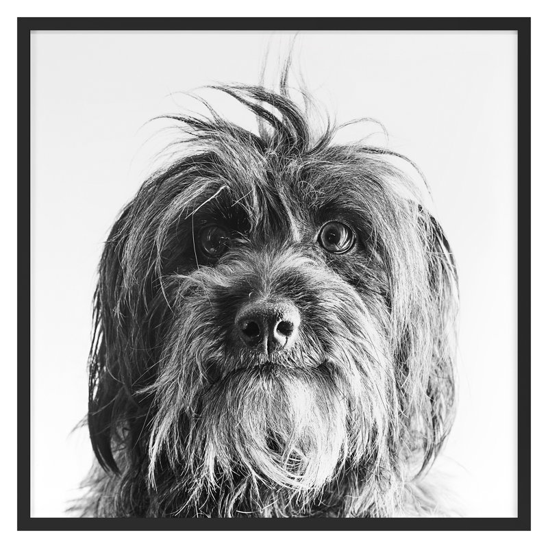 «Puppy Eyes 2» par Pearson, Victoria, Noir, H 16 po x l 16 po