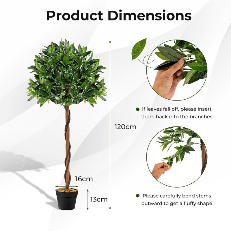 Aniceta 150cm Plant