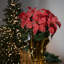 Arrangement de poinsettias-92906964-92906965-92906966