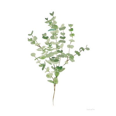 Abed " Gentle Eucalyptus " by Mercedes Lopez Charro