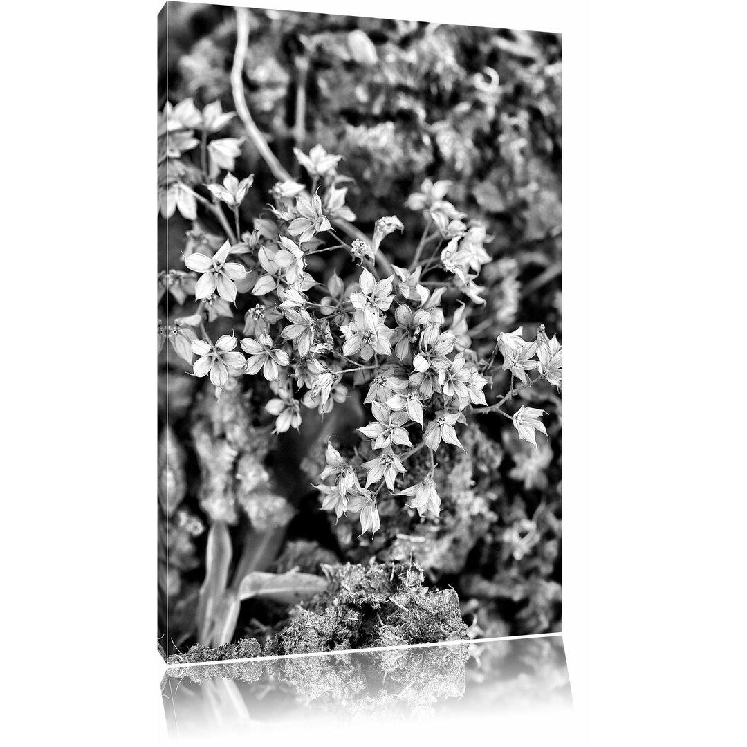 Leinwandbild Kleine weiße Sternblumen in Monochrom