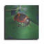 «Beetle» par Durwood Coffey-1783830568